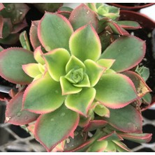 Tunç Botanik Aeonium Kiwi - 50 ADET SUKULENT - TERARYUM BİTKİSİ