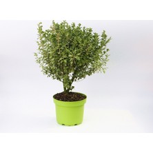 Tunç Botanik ŞİMŞİR FİDANI - DEKORATİF SAKSIDA HEDİYELİK