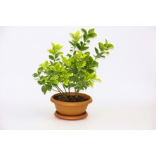 Tunç Botanik BONSAİ EUONYMUS JAPONİCA AUREA 2 ADET - HEDİYELİK EV OFİS BİTKİSİ