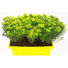 Tunç Botanik ALTUNİ ÇITIR TAFLAN - SARI SAKSIDA SEPERATÖR BİTKİ