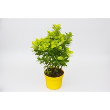 Tunç Botanik SARI GOLD TAFLAN EUONYMUS 5 ADET - SARI SAKSIDA HEDİYELİK