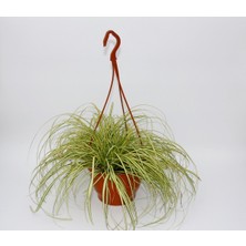 Tunç Botanik CAREX EVERGOLD SÜS ÇİMİ 3 ADET - ASKILI SAKSIDA HEDİYELİK