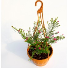 Tunç Botanik CENNET ÇİÇEĞİ ASKILI SAKSIDA HEDİYELİK