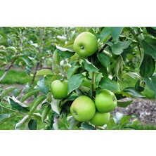 Tunç Botanik GRANNY SMITH ELMA FİDANI 3 ADET - Aşılı ve Tüplü