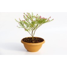 Tunç Botanik BONSAİ KUFEYA CENNET ÇİÇEĞİ HEDİYELİK