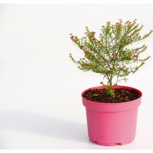 CENNET ÇİÇEĞİ - PEMBE SAKSIDA HEDİYELİK