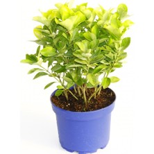 Tunç Botanik GOLD TAFLAN 3 ADET - MAVİ SAKSIDA HEDİYELİK