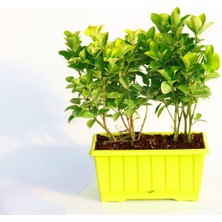 Tunç Botanik GOLD TAFLAN - SARI DEKORATİF SAKSIDA (6'LI DİKİM)