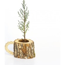 Tunç Botanik AHŞAP SAKSIDA ÇAM FİDANI 5 ADET - HEDİYELİK