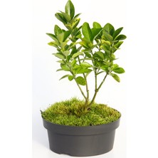Tunç Botanik BONSAİ TAFLAN EUONYMUS JAPONİCA 5 ADET