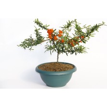 Tunç Botanik BONSAİ ATEŞ DİKENİ 5 ADET
