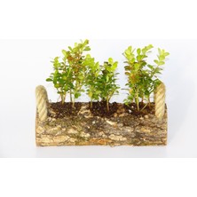 Tunç Botanik OFİS BİTKİSİ BUXUS 2 ADET - TRİO  SET HEDİYELİK