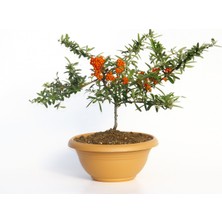 Tunç Botanik BONSAİ ATEŞ DİKENİ 5 ADET