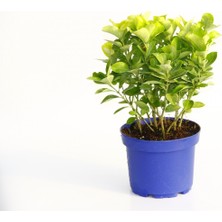 Tunç Botanik GOLD TAFLAN 5 ADET - MAVİ SAKSIDA HEDİYELİK