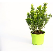 Tunç Botanik TAFLAN MİCROPHYLLUS 5 ADET - YEŞİL SAKSIDA HEDİYELİK