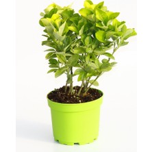 Tunç Botanik GOLD TAFLAN 5 ADET - YEŞİL SAKSIDA HEDİYELİK