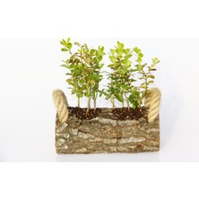 Tunç Botanik OFİS BİTKİSİ BUXUS 2 ADET - TWİN SET HEDİYELİK