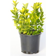 Tunç Botanik GOLD TAFLAN (3'LÜ DİKİM) - SARI ÇİT BİTKİSİ