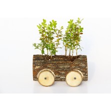Tunç Botanik OFİS BİTKİSİ BUXUS 2 ADET -AHŞAP ARABA SAKSIDA HEDİYELİK
