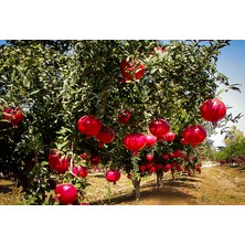 Tunç Botanik HİCAZ NAR FİDANI 2 ADET TÜPLÜ 2-3 YAŞ