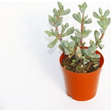 Tunç Botanik PEMBE BUZ ÇİÇEĞİ 5 ADET - Oscularia Deltoides