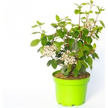 Tunç Botanik KARTOPU TİNUS 3 ADET - HEDİYELİK YEŞİL SAKSIDA