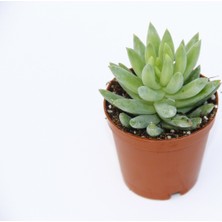Tunç Botanik SEDUM NİCAEENSİS 5 ADET SUKULENT