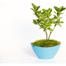 Tunç Botanik BONSAİ EUONYMUS JAPONİCA AUREA 5 ADET