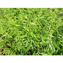 Tunç Botanik LİMON MELİSA  BİTKİSİ 10 ADET - Melissa Officinalis