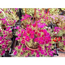 Tunç Botanik İZMİR GÜZELİ ÇİÇEĞİ - HEDİYELİK ASKILI SAKSIDA