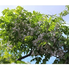 Tunç Botanik TESPİH AĞACI FİDANI - Melia Azedarach