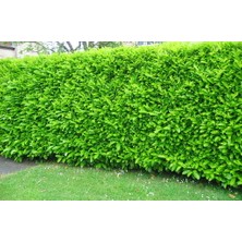 Tunç Botanik KARTOPU LUCİDUM 5 ADET 30-40 cm ÇİT BİTKİSİ