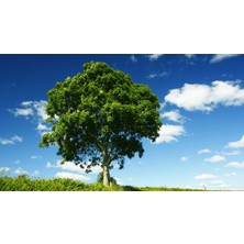 Tunç Botanik DİŞBUDAK AĞACI FİDANI 5 ADET