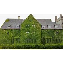 Tunç Botanik HEDERA SARMAŞIK 3 ADET - 1.5 + METRE SARILICI BİTKİ