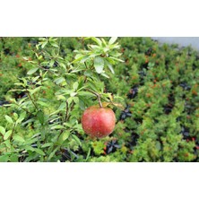 Tunç Botanik SÜS NARI PUNİCA 3 ADET