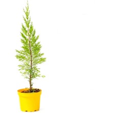 Limon Çamı - Hediyelik Sarı Saksıda