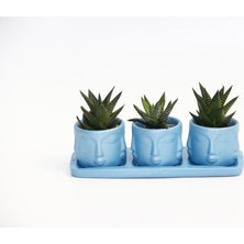 Trio Mavi Adler Sukulent Seti - Haworthia Limifolia, Pumila