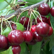 Regina Kiraz Fidanı Tüplü 100-150 cm