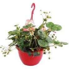 Tunç Botanik YEDİVEREN ÇİLEK - HEDİYELİK ASKILI SAKSIDA