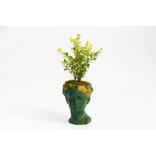 Tunç Botanik BONSAİ HELEN BUXUS - HEDİYELİK YEŞİL RENK
