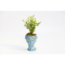 Bonsai Helen Buxus - Hediyelik Mavi Renk