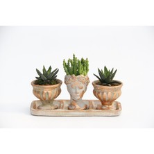 Tunç Botanik TRİO HELEN ORANGE SUKULENT SETİ - Haworthia Pumila, Huernia