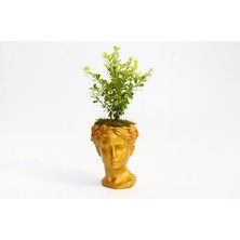 Tunç Botanik BONSAİ HELEN BUXUS - HEDİYELİK TURUNCU RENK