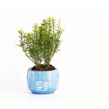 Tunç Botanik BONSAİ EUONYMUS MİCROPHYLLUS - HEDİYELİK ARKAİK SAKSIDA MAVİ