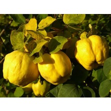 Ekmek Ayvası Fidanı 5 Adet - Tüplü ve Aşılı