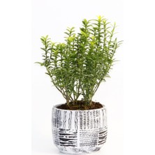 Tunç Botanik BONSAİ EUONYMUS MİCROPHYLLUS - HEDİYELİK ARKAİK SAKSIDA BEYAZ