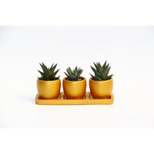 Trio Orange Hediyelik Sukulent Seti - Haworthia  Limifolia - Pumi