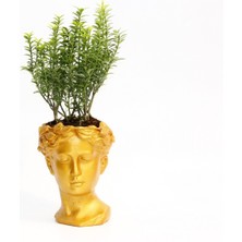 Tunç Botanik BONSAİ HELEN EUONYMUS MİCROPHYLLUS - HEDİYELİK TURUNCU RENK