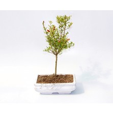 Bonsai Süs Narı Punica