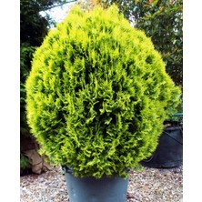 ALTUNİ TOP MAZI 20 ADET - SARI ÇİT BİTKİSİ